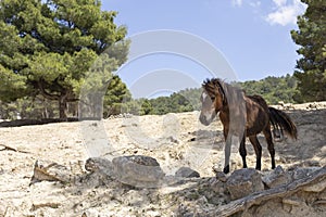 Horse of highlands in green forest in Aitana safari park Spain photo