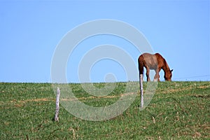 Horse on a Hill