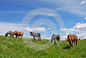 Horse on a hillside