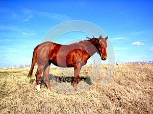 Horse on Hilltop