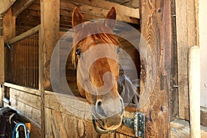 Horse in his stable in barn