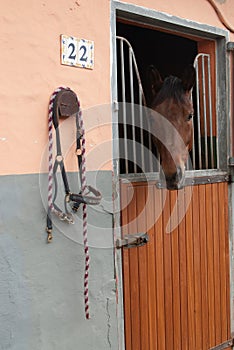 Horse in his stable ready to go for a trot