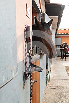 Horse in his stable ready to go for a trot