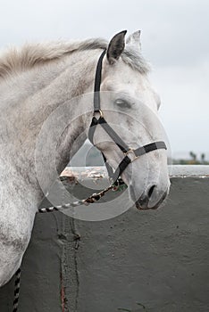 Horse in his stable ready to go for a trot