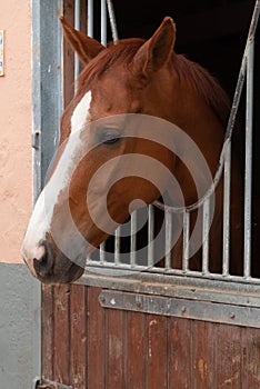 Horse in his stable ready to go for a trot