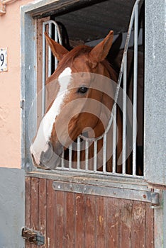 Horse in his stable ready to go for a trot