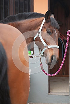 Horse in his stable ready to go for a trot