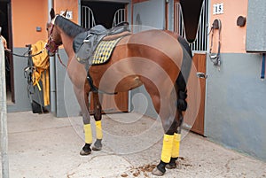 Horse in his stable ready to go for a trot