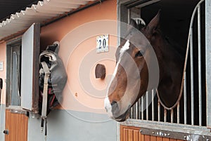 Horse in his stable ready to go for a trot