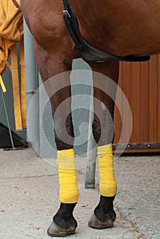 Horse in his stable ready to go for a trot with bandaged legs