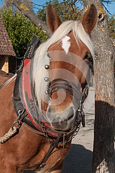 horse hitched to a cart in alsatian village