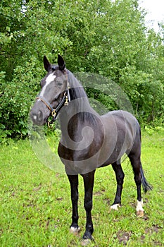 Kůň 