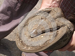 Horse hoof photo