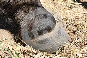 Horse Hoof