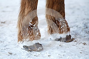 Horse hoof