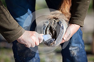 horse hoof cleaning and scrape out hooves