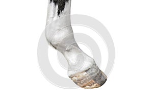 Horse hoof close up. Farm animal hoof isolated on white