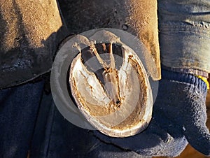 Horse hoof in farrier hands