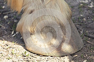 Horse hoof in the field, detail of a horse hoof