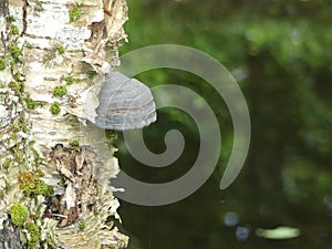 Horse Hoof fungi growing on a River Birch tree