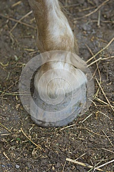 Horse hoof on the ground