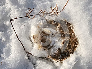 Horse hoof hoofprint in frozen wet snow