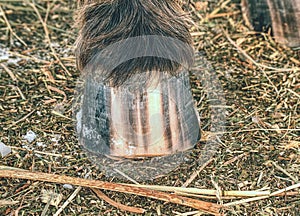 The horse hoof may be striped even if markings are not visible