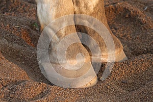 Horse hoof and pastern view at the seashore