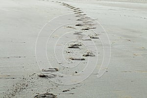 Horse Hoof Prints on Sandy Beach