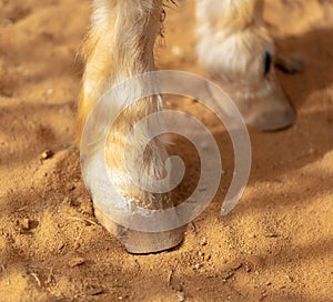 Horse hoof on sand in a zoo