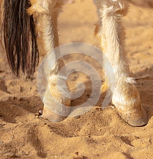 Horse hoof on sand in a zoo