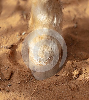 Horse hoof on sand in a zoo