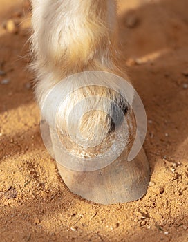 Horse hoof on sand in a zoo