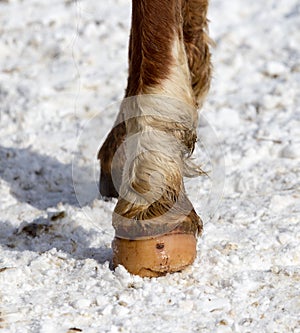 Horse hoof in the snow in the winter