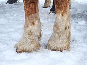 Horse hoof in snow in winter paddock