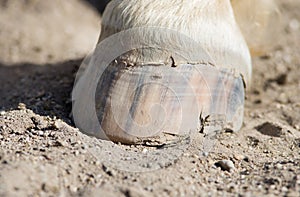 Horse hoof photo