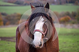 Horse, a hoofed herbivorous mammal of the family Equidae.