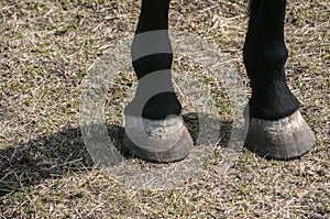 Horse hoofs closeup