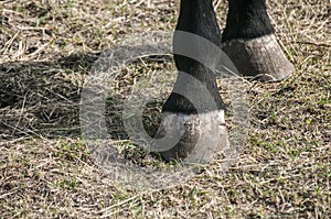 Horse hoofs closeup photo