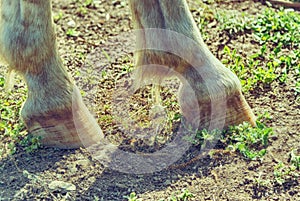 Horse hoofs photo