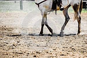 Horse hoofs photo