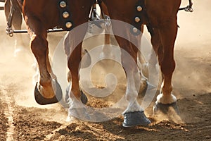 Horse Hooves photo