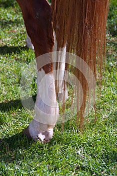 Horse hooves photo