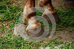 The horse hooves