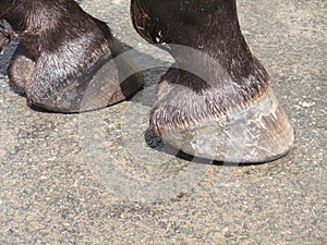 Horse hooves photo