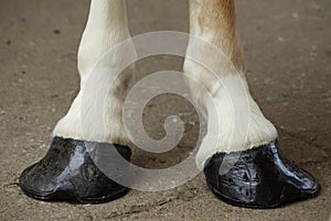 Horse Hooves photo