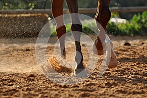 Horse hooves