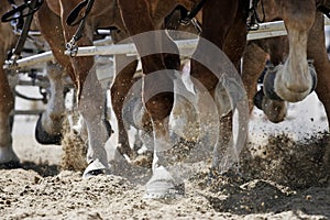 Horse Hooves in Action