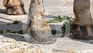 Horse hooves on the asphalt