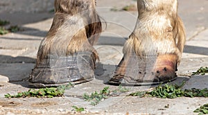 Horse hooves on the asphalt